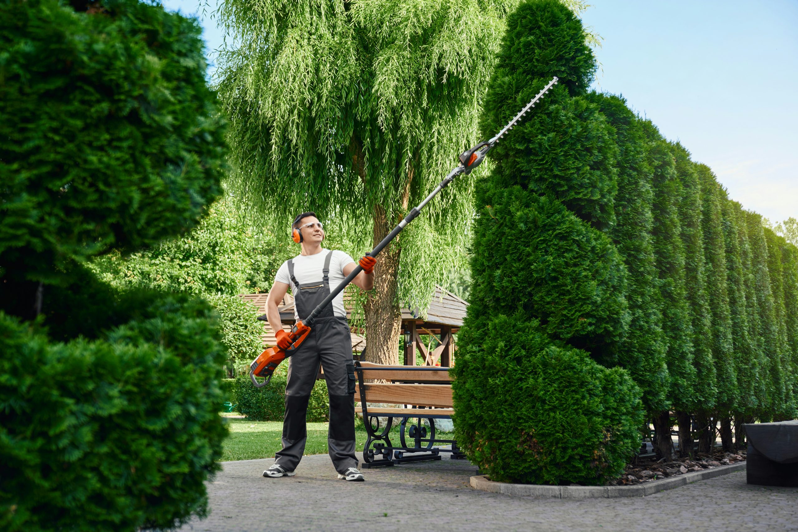 Man in protective gear using a long electric hedge trimmer to shape tall evergreen bushes in a landscaped yard, highlighting outdoor maintenance